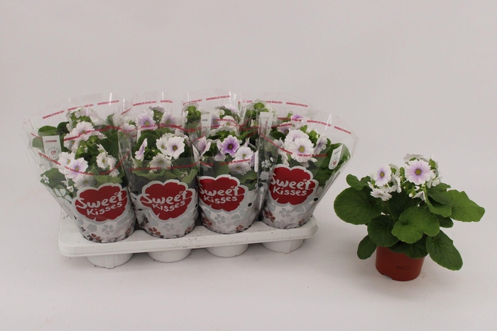 <h4>Primula Ob Blue White</h4>