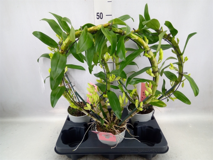 <h4>Dendrobium nob. 'StarCla Apollon'</h4>