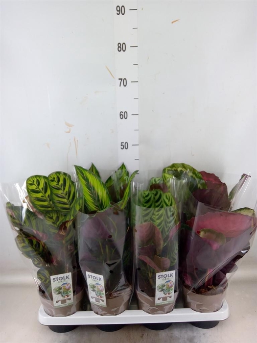 <h4>Calathea   ...mix 4</h4>