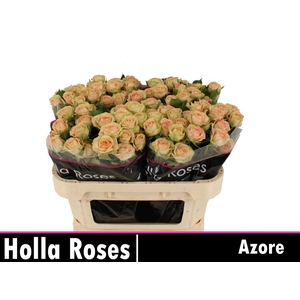 R Tr Azore