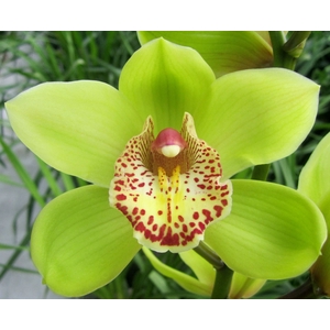 Cymbidium Melissa