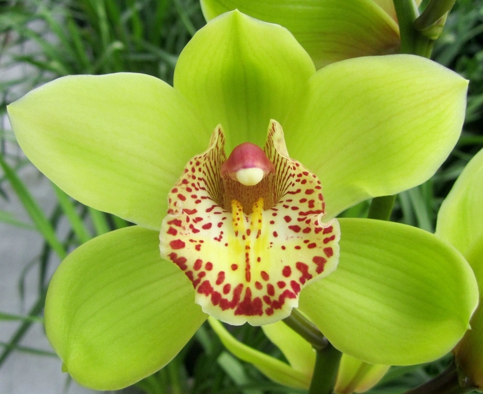 <h4>Cymbidium Melissa</h4>