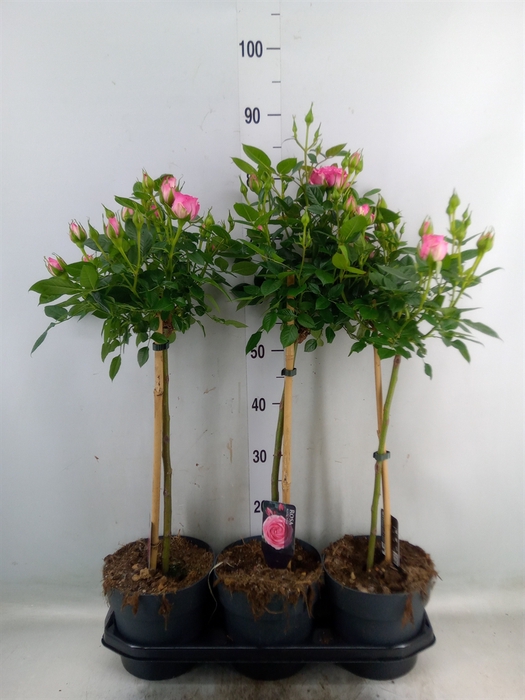 <h4>Rosa ST  ...</h4>