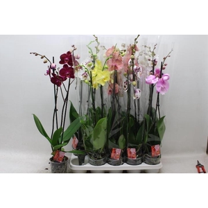 PHAL GEM 7 KL