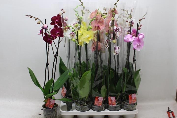 <h4>PHAL GEM 7 KL</h4>
