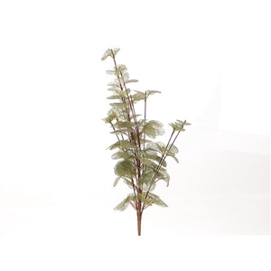 BRANCH EUCA CINEREA L40W25 green