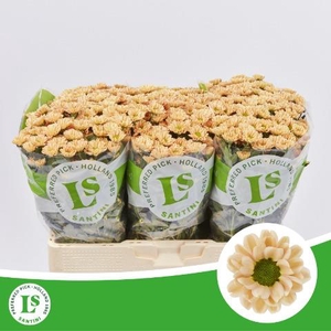 Chrys sa rossi salmon