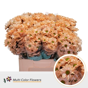 Chr T Kennedy Apricot