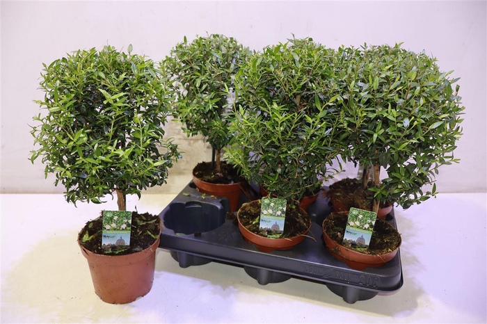 <h4>arr8 Myrtus Com</h4>