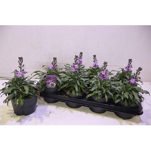 arr8 Erys Bowles Mauve