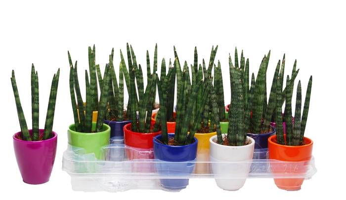 <h4>Sansevieria cylindrica 'Spaghetti' in keramiek Osaka</h4>