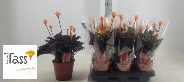 <h4>CALAT CROCATA</h4>