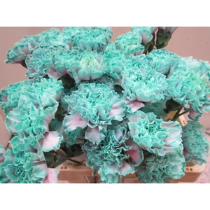 Di St G Bubbelicious