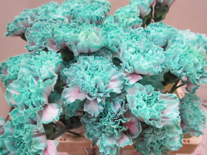 <h4>Di St G Bubbelicious</h4>