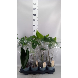 Alocasia zebrina