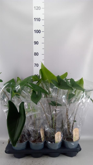 <h4>Alocasia zebrina</h4>