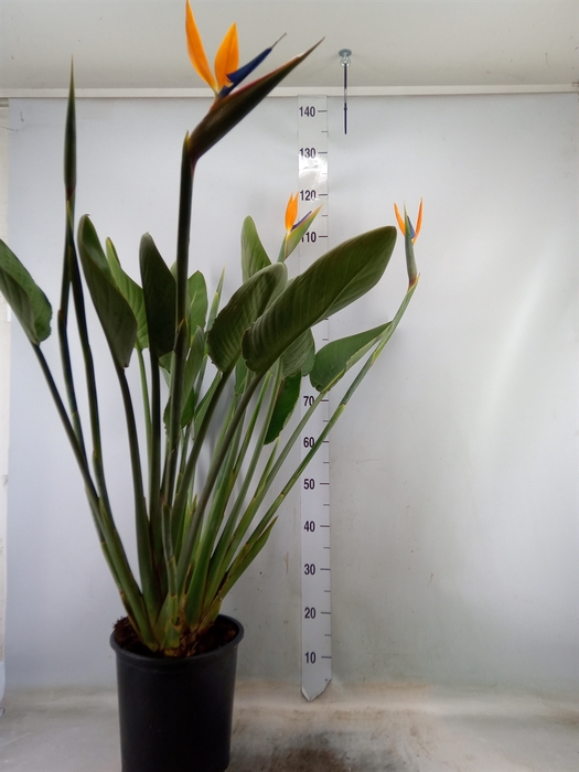 <h4>Strelitzia reg.</h4>