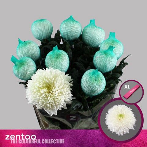 <h4>Chr G Magnum Zentoo</h4>