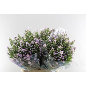 Aster Claudia(rose) 85/45