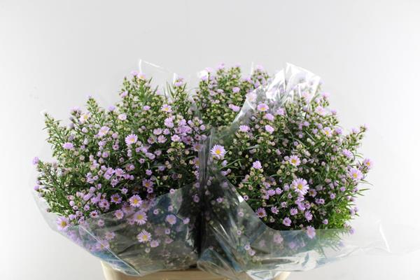 <h4>Aster Claudia(rose) 85/45</h4>