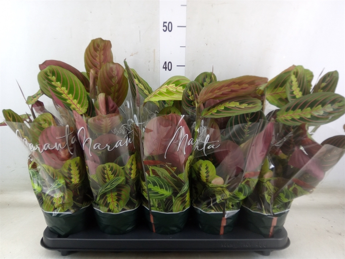 <h4>Maranta leuc. 'Fascinator'</h4>