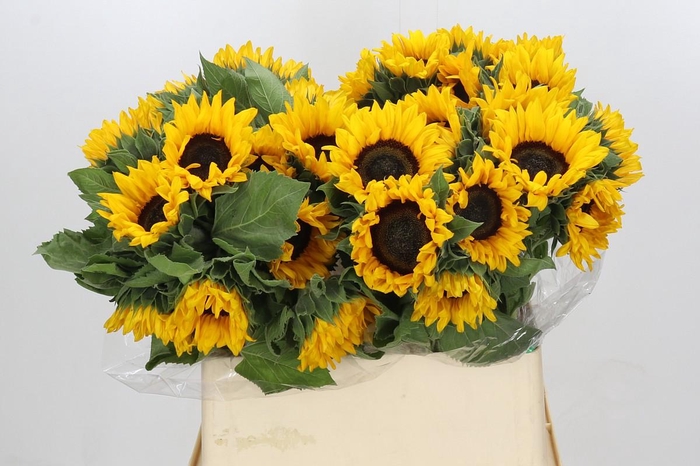 <h4>Helianthus Orange Fire</h4>