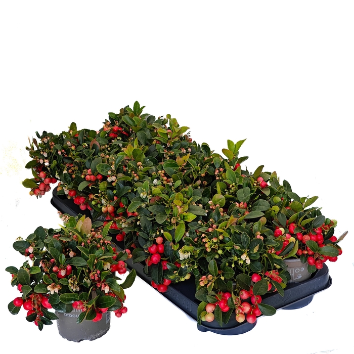 <h4>GAULTH PR BIG BERRY</h4>