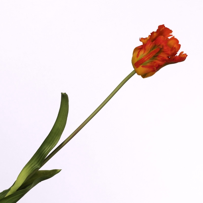 <h4>Tulip Parrot Orange FL440259ORA</h4>