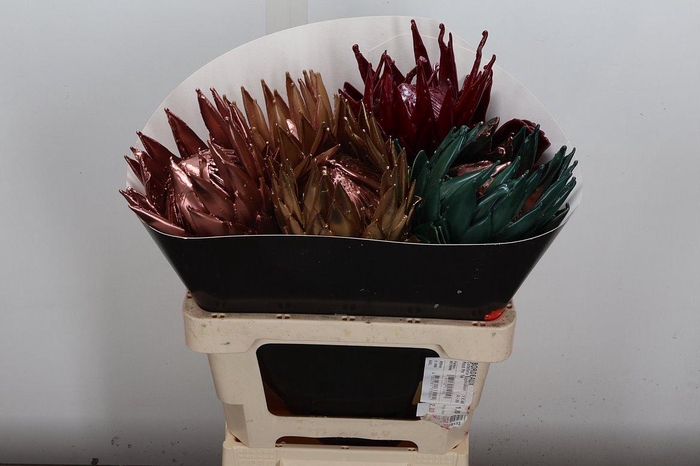 <h4>PROTEA PER BOS</h4>