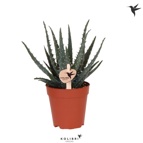 <h4>Kolibri Greens Succulenten Aloë Bora</h4>