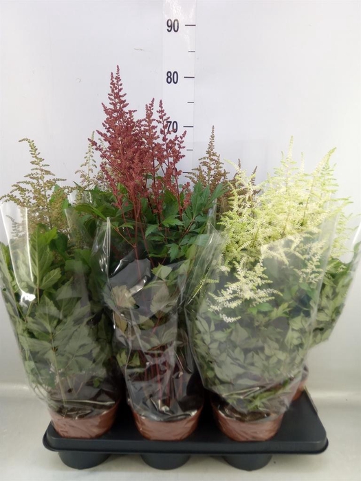 <h4>Astilbe   ...mix</h4>