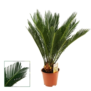 Cycas Revoluta 14 cm Scenza, 8+ veren