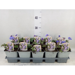 Anemone blanda 'Blue Shades'