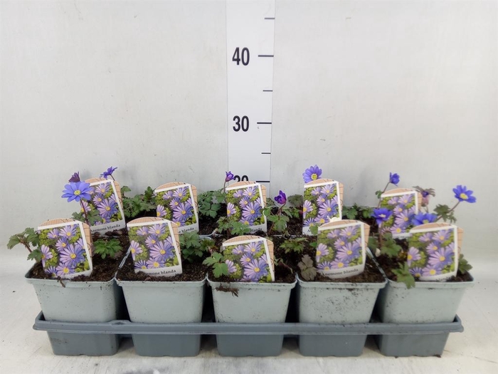 <h4>Anemone blanda 'Blue Shades'</h4>