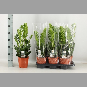 ZAMIO ZAMIIFOLIA