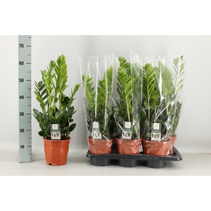 ZAMIO ZAMIIFOLIA
