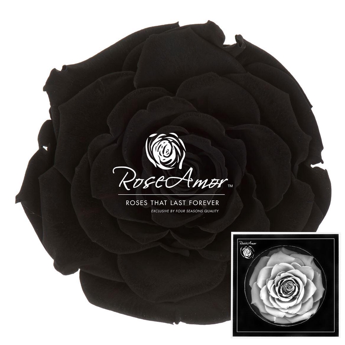 <h4>Bonita Bla01</h4>