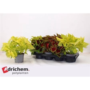 Coleus Blumei Grp