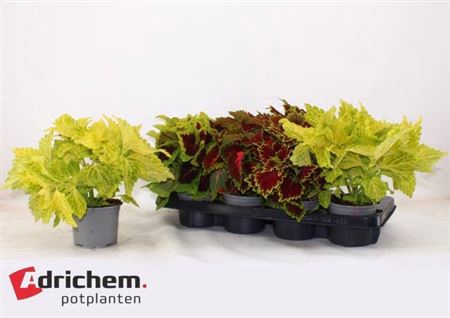 <h4>Coleus Blumei Grp</h4>