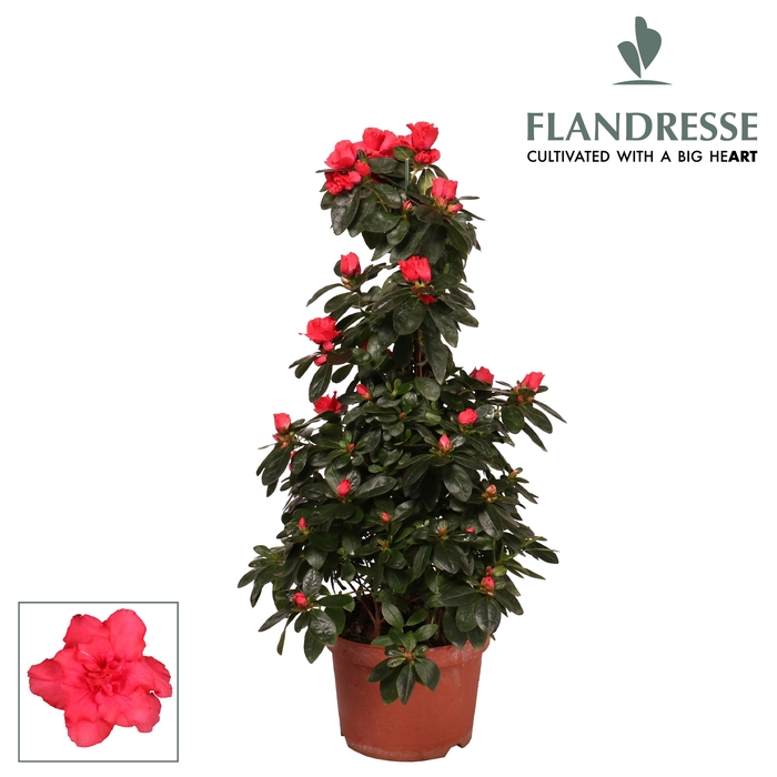 <h4>Azalea Flandresse® piramide 'rood' 65 cm</h4>