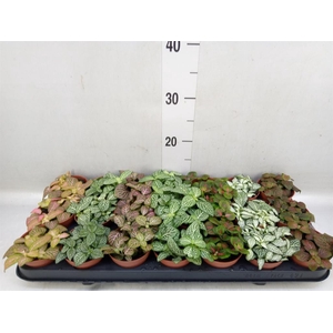 Fittonia   ...mix 7