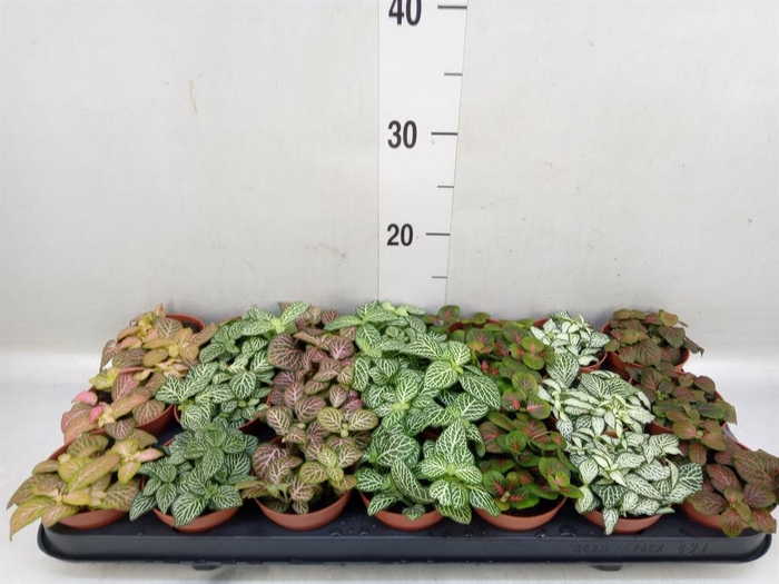 <h4>Fittonia   ...mix 7</h4>