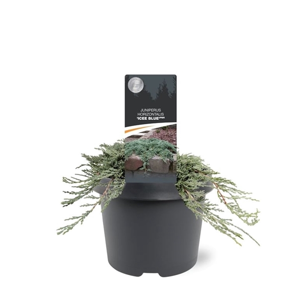 <h4>Juniperus horizontalis 'Icee Blue' (pbr)</h4>