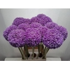 ALLIUM GIGANTEUM XL