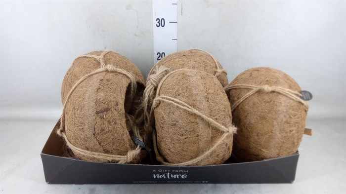 <h4>Pot   ...versierd H%</h4>