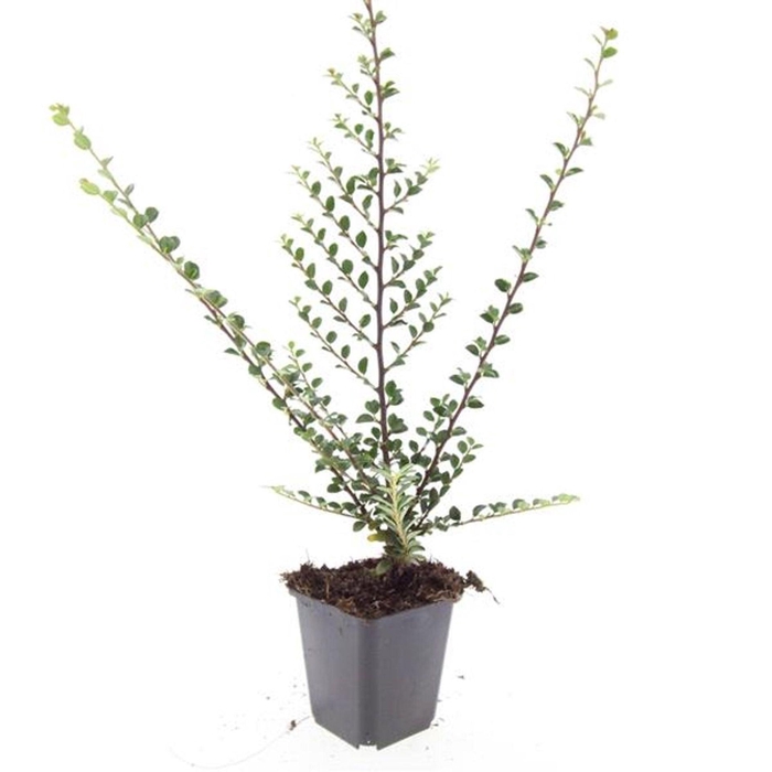 <h4>Cotoneaster horizontalis</h4>