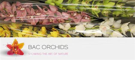 <h4>Cymb Mixed Stems</h4>