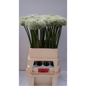 ALLIUM MOUNT EVEREST
