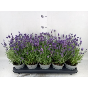Lavandula angus. 'Spear Blue'