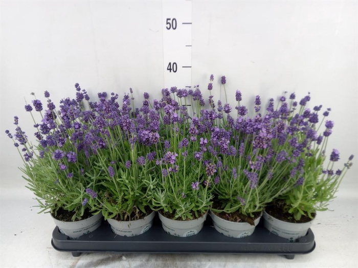 <h4>Lavandula angus. 'Spear Blue'</h4>